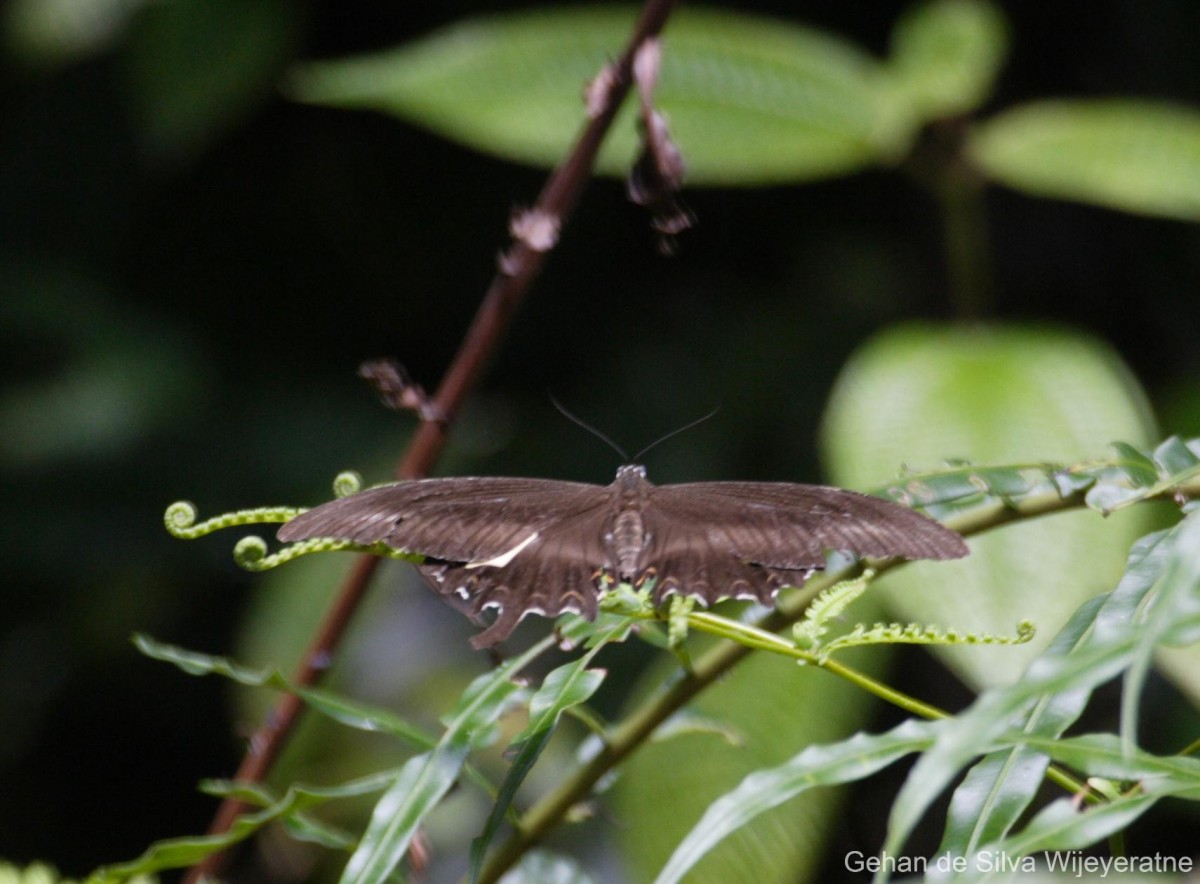 Papilio helenus Linnaeus, 1758